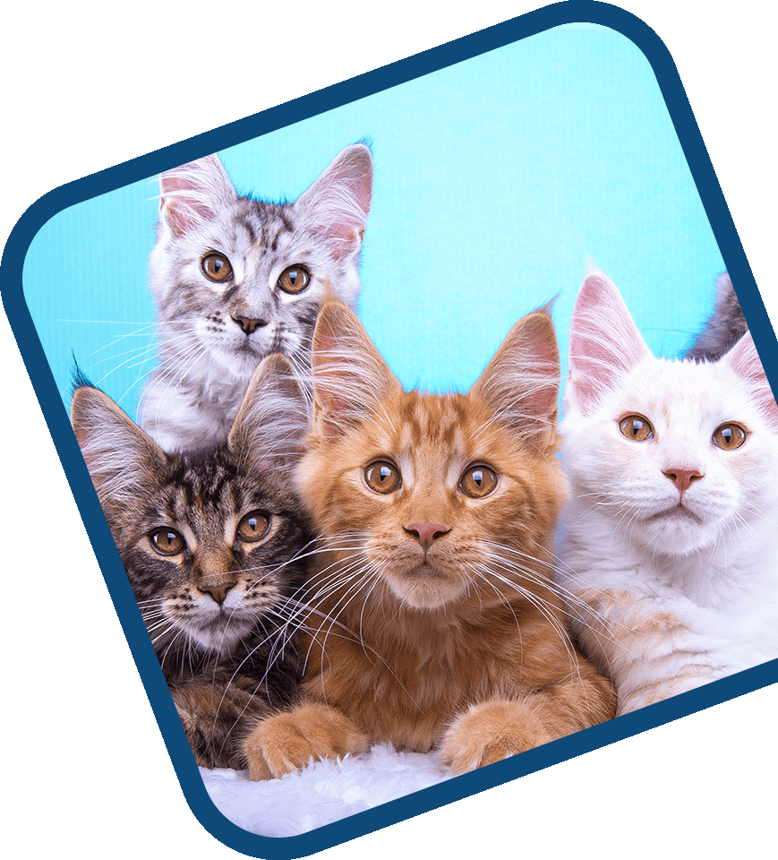 Four cats are sitting together on a blue background.