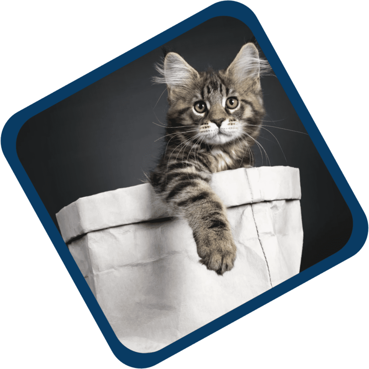 A cat sitting in the middle of a white bag.