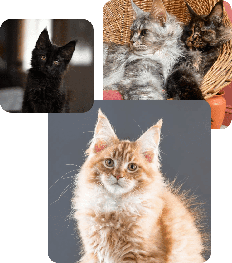 A collage of three cats with different colors.