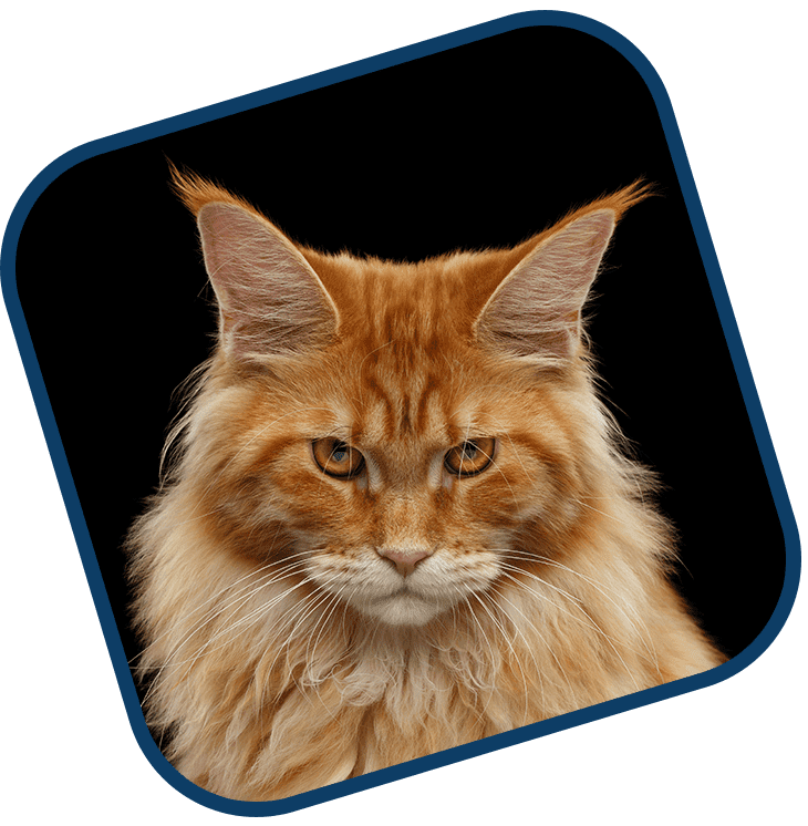 A cat with long hair and orange fur.