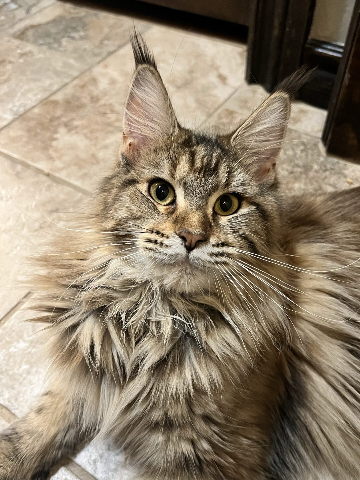 A cat sitting on the floor looking at the camera.