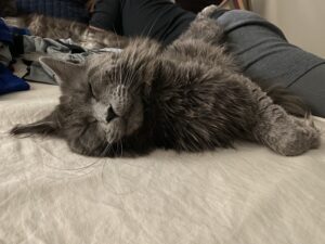 A cat is laying on the bed and looking at something.