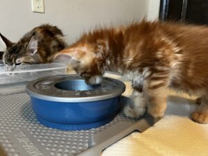 A cat drinking water from a bowl on the counter.