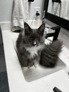 A cat sitting on top of a bathroom sink.