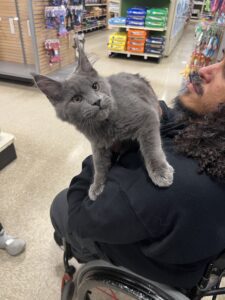 A cat sitting on the arm of a person.