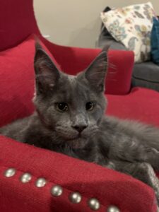 A cat laying on top of a red couch.