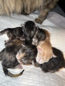 A group of kittens are laying on the bed.