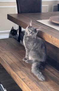 Two cats sitting on a wooden bench next to each other.