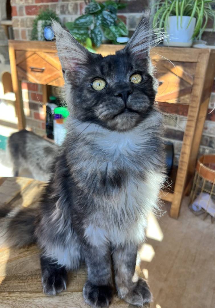 A cat sitting on top of a wooden table.