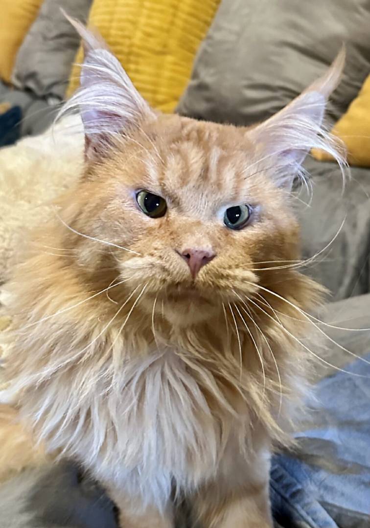 A cat is sitting on the couch looking at the camera.