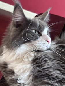 A cat is sitting on the floor looking at something.