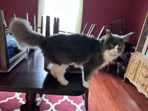 A cat standing on top of a wooden table.