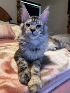 A cat is sitting on the bed looking at the camera.