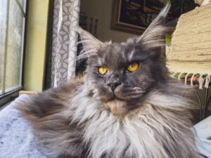 A cat with long hair and yellow eyes.