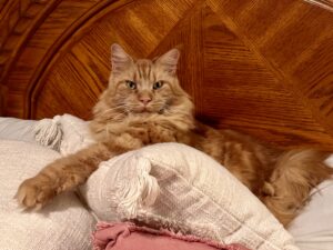 A cat laying on top of pillows in front of a wooden wall.