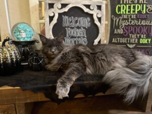 A cat laying on top of a table.