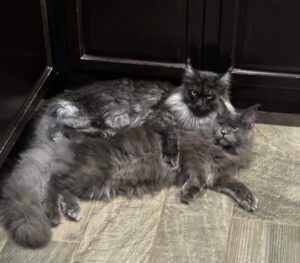 Two cats are laying on the floor together.