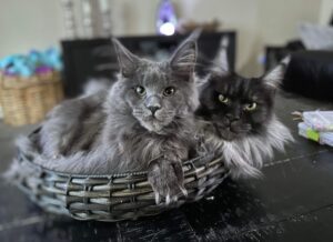 Two cats sitting in a basket on top of a table.