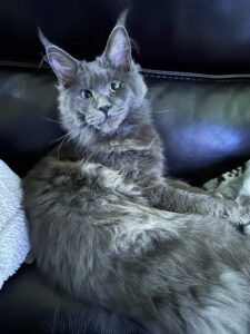 A cat is laying on the couch looking at something.