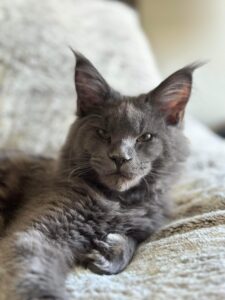 A cat laying on top of a couch.