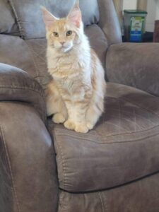 A cat sitting on top of the arm of a chair.