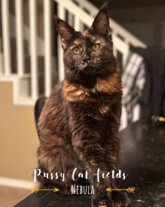 A cat standing on the stairs looking at the camera.