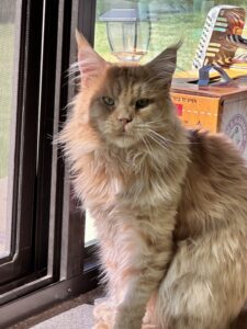 A cat sitting on the window sill looking out of it