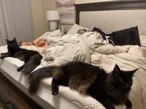 Three cats laying on a bed with blankets