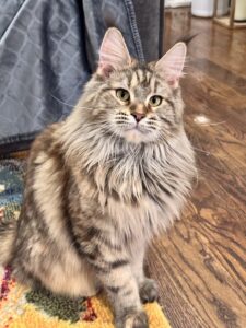 A cat sitting on the floor looking at the camera.