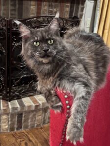 A cat sitting on top of a red chair.