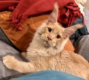 A cat laying on top of a bed with its head up.