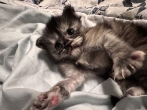 A cat laying on top of a blanket.