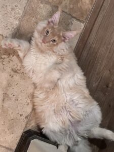 A cat laying on its back in the dirt.