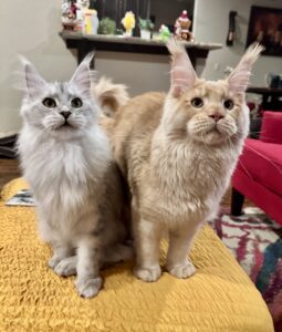 Two cats sitting on a yellow rug next to each other.