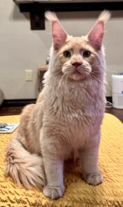 A cat sitting on the floor looking at the camera.