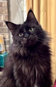 A black cat sitting in front of a yellow wall.