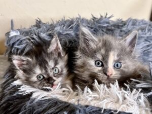 Two kittens are laying on a furry blanket.