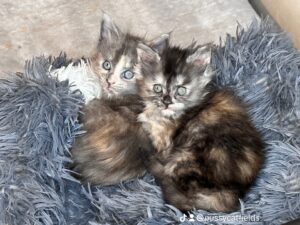 Two kittens are sitting on a furry blanket.