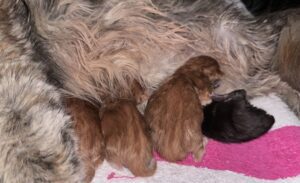 A dog laying on the ground with its paws in front of it.