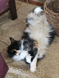 A cat is laying on the floor and stretching.