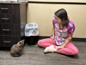 A girl sitting on the floor next to a cat.