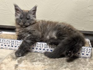 A cat laying on the ground next to a box.