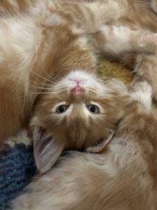 A cat is laying on its back and looking at the camera.