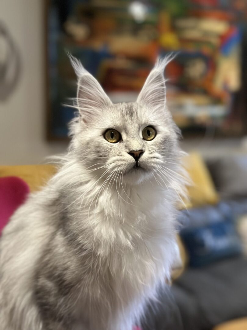 A white cat with long whiskers sitting on top of a couch.