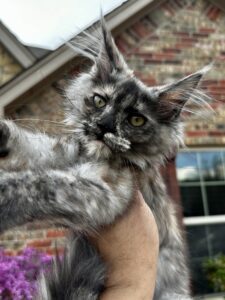 A cat is standing on its hind legs.