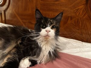 A cat laying on top of the bed looking at the camera.