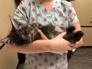 A woman holding a cat in her arms.