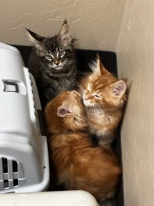 Three cats are laying in a box on the floor.