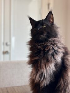 A black cat sitting on top of a couch.