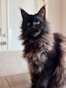 A black cat with long hair is sitting on the couch.